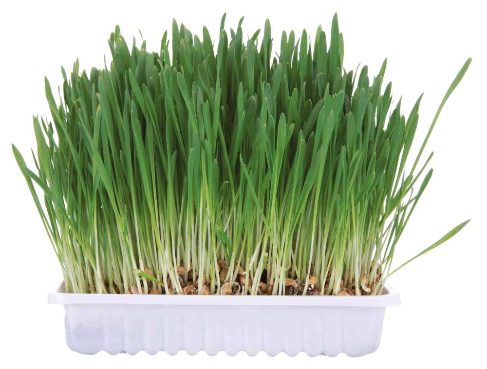 Toidulisand närilistele - muru 100g karp
