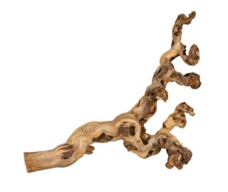 Terraariumi dekoor Viinamarjapuu, XL: 55-80 cm