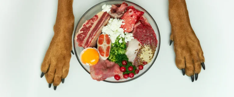 Koera käpad toidu kausi kõrval, kus on erinevad toortoidu koostisosad – liha, muna, köögivili ja mineraalid