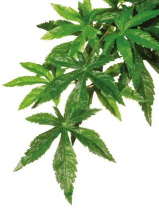 Terraariumi dekoor EXO-TERRA Siiditaim Keskmine Abutilon