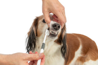 Kolmepealine hambahari koertele/kassidele, 18 cm