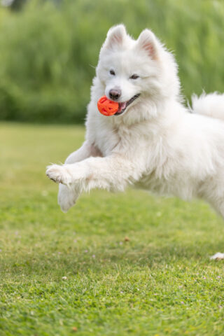 Koera mänguasi Kärgpall, TPE, ø 6 cm, oranz