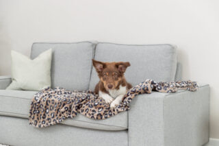 Koera tekk Leo, 70 x 50 cm