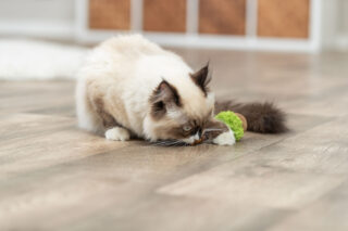 Kassi mänguasi Matatabi lolly XXL, 13.5 cm