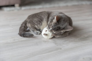 Kassi mänguasi Karu, plüüs, 8 cm