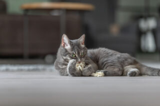 Kassi mänguasi Köis narmastega 2tk, 15 cm