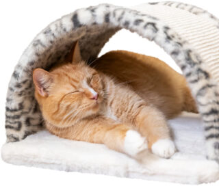 Kraapimissild Leo, 25 cm