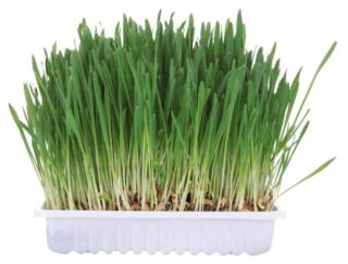 Toidulisand närilistele - muru 100g karp