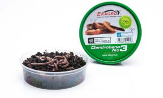 Vihmauss Ekagro DENDROBENA nr3