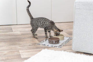 Keraamiline kauss Leo 300ml ø12 cm