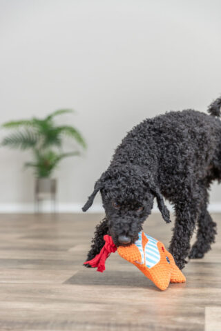 Mänguasi koertele Meritäht, 22 cm, oranž