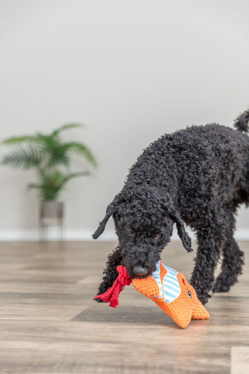 Mänguasi koertele Meritäht, 22 cm, oranž