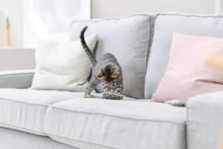 Kassi mänguasi Padi, 7x9 cm