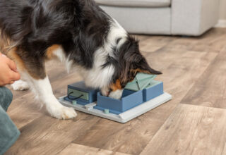 DogActivity Poker Box Level-2 31x10x31cm.
