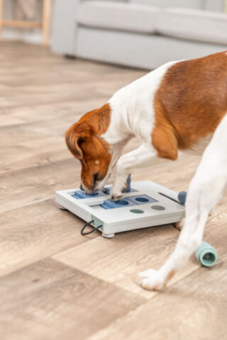 Mänguasi koertele Dog Activity Mini Mover, 25 × 20 cm